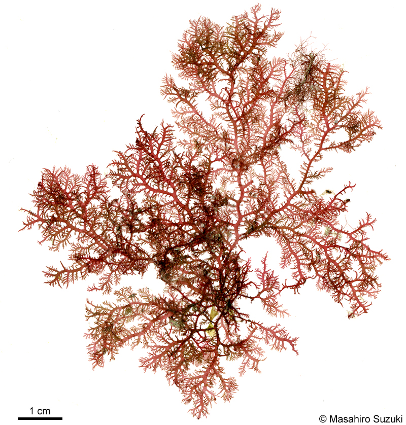 ヒメユカリ Plocamium ovicorne